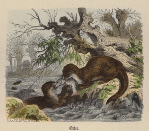 Otter by Friedrich Specht