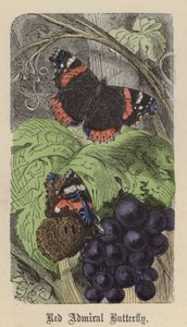 Red Admiral Butterfly