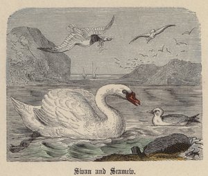 Swan and Seamew by Friedrich Specht