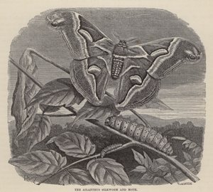 The Ailanthus Silkworm and Moth by Friedrich Specht