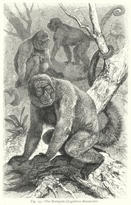 The Barrigudo (Lagothrix Humboldti) (engraving) by Friedrich Specht