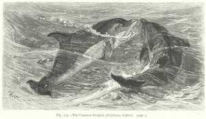 The Common Dolphin (Delphinus Delphis) (engraving) by Friedrich Specht