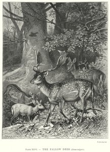 The Fallow Deer (Dama Vulgaris)