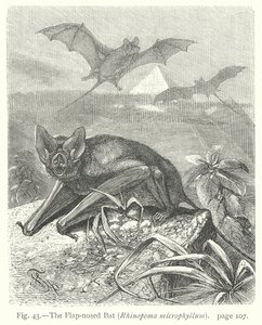 The Flap-Nosed Bat (Rhinopoma Microphyllum)