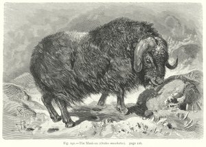 The Musk-Ox (Ovibos Moschatus)
