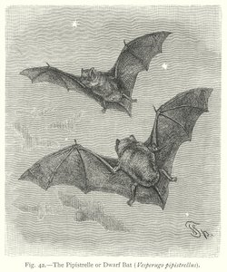 The Pipistrelle or Dwarf Bat (Vesperugo Pipistrellus)