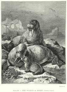 The Walrus or Morse (Trichechus Rosmarus)