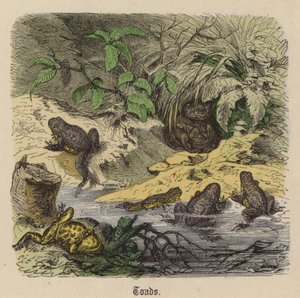 Toads by Friedrich Specht