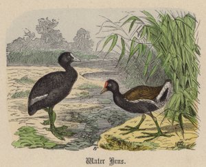 Water Hens by Friedrich Specht
