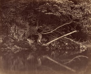 River Bank in the Vale of Neath