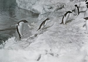 Penguins Jumping On to The Ice-Foot