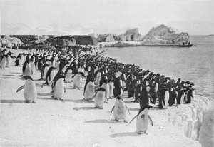 Penguins Promenade, c1911, 1913