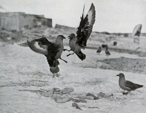 Skua Gulls Fighting Over Some Blubber by G. Murray Levick