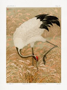 Sarus Crane In Rice Field by G.a. Audsley