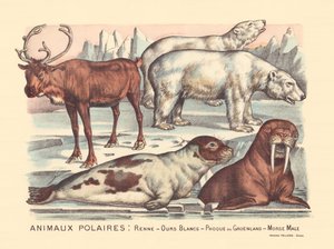 Page 14: Polar Animals: Reindeer, Polar Bears, Harp Seal, Male Walrus by Gabriel Gostiaux