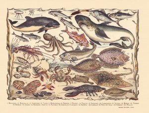 Page 16: Jellyfish, porpoise, herring, tuna, mackerel, shark, mullet, octopus, sardines, lobster, cuttlefish, cod, turbot, beard, crab, hermit Bernard, oysters, scallops, asteria, tile, ray, sole, lobster, mussels