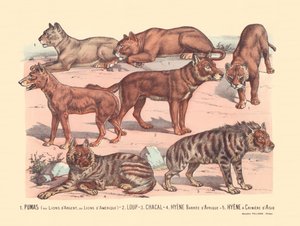 Page 13: Pumas or Silver Lions or American Lions, Wolf, Jackal, African Barred Hyena, Asian Mane Hyena by Gabriel Gostiaux
