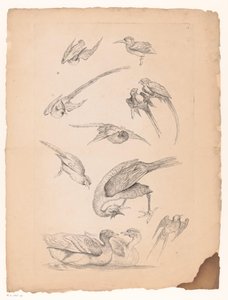 Eleven Chinese Birds, Including Ducks and Parrots