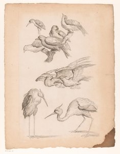 Nine Chinese Birds, Including Herons and a Kingfisher