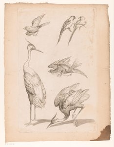 Seven Chinese Birds, Including Herons and Parrots by Gabriel Huquier (attributed to)