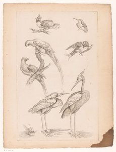 Seven Chinese Birds, Including Herons and Parrots