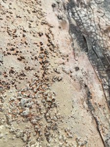 Weathered Organic Textures by Gabriela Aleksandra Szuba