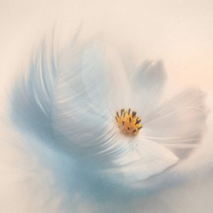 Dreamy Flower Feather