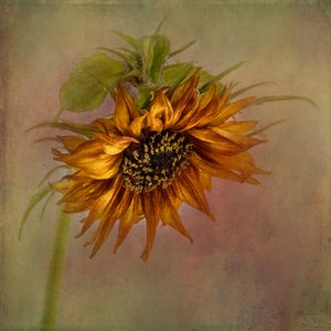 Golden Autumn Sunflower