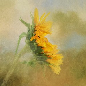 Golden Sunflower Glow