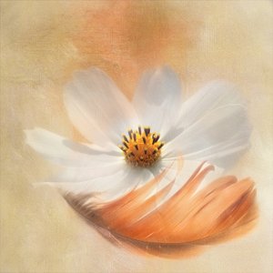 White Cosmos Feather