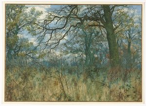 Trees and Undergrowth