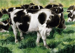 Friesian Cows