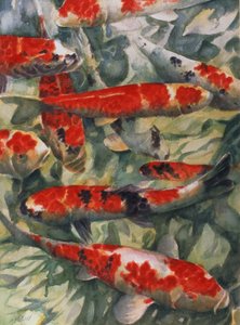 Koi Carp