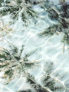 Clear Water Palm Reflections