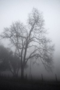 Mysterious Foggy Tree