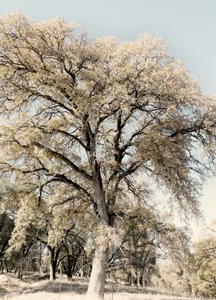 Vintage Country Tree by Gemma Bardot