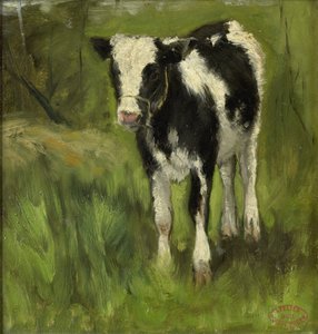 Calf