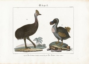 Cassowary and Dodo by Georg Bretzing