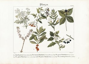 Medicinal and Poisonous Plants by Georg Bretzing