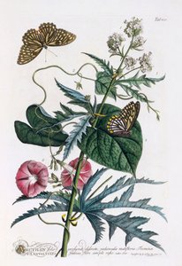 1. Abutilon, 2. Convolvulus, c. 1748 hand coloured engraving