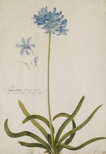 Agapanthus by Georg Dionysius Ehret