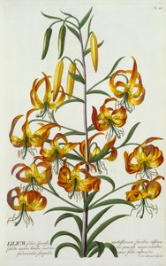 American Turkscap Lily