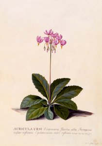Aricula Ursi Shooting Star, c. 1744 hand coloured engraving by "Georg Dionysius Ehret