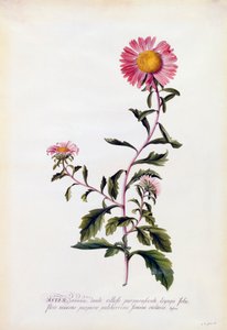 Aster