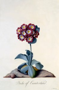 Auricula Duke of Cumberland, c. 1743 by "Georg Dionysius Ehret