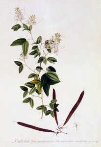 Bauhinia by "Georg Dionysius Ehret