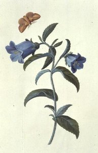 Canterbury Bell by Georg Dionysius Ehret