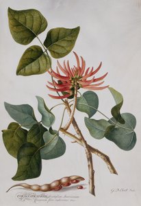 Coral Tree