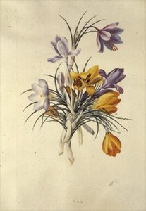 Crocus by Georg Dionysius Ehret