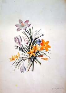 Crocus bunch by Georg Dionysius Ehret